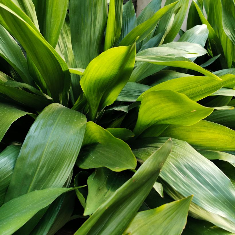 Aspidistra elatior (Folhagem)