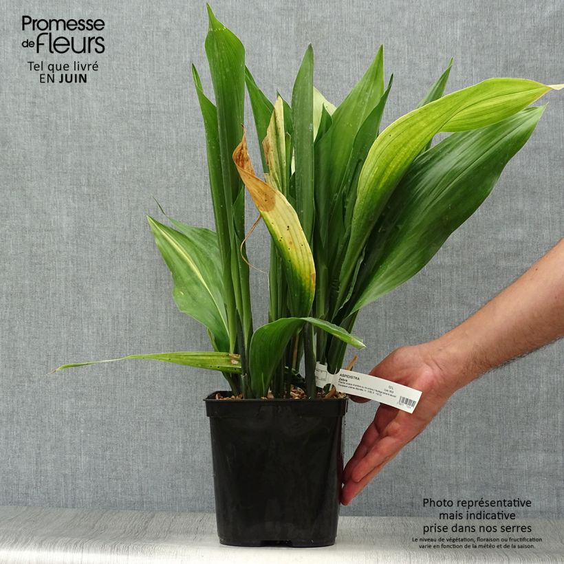 Amostra de Aspidistra elatior Zebra Vaso de 2 L/3 L tal como entregue no verão