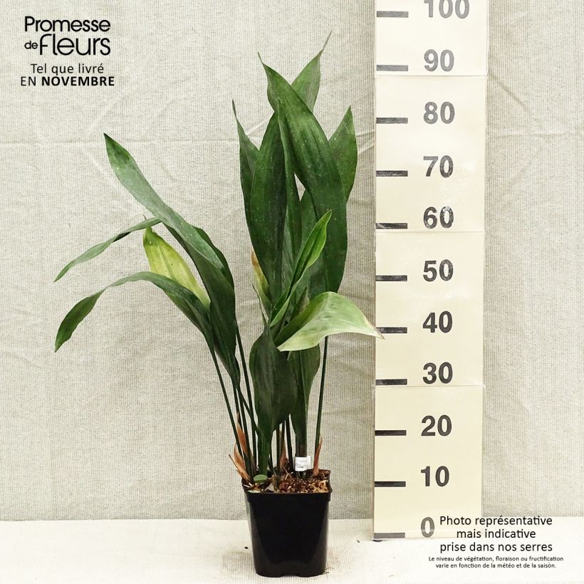 Amostra de Aspidistra elatior Zebra Vaso de 2 L/3 L tal como entregue no outono