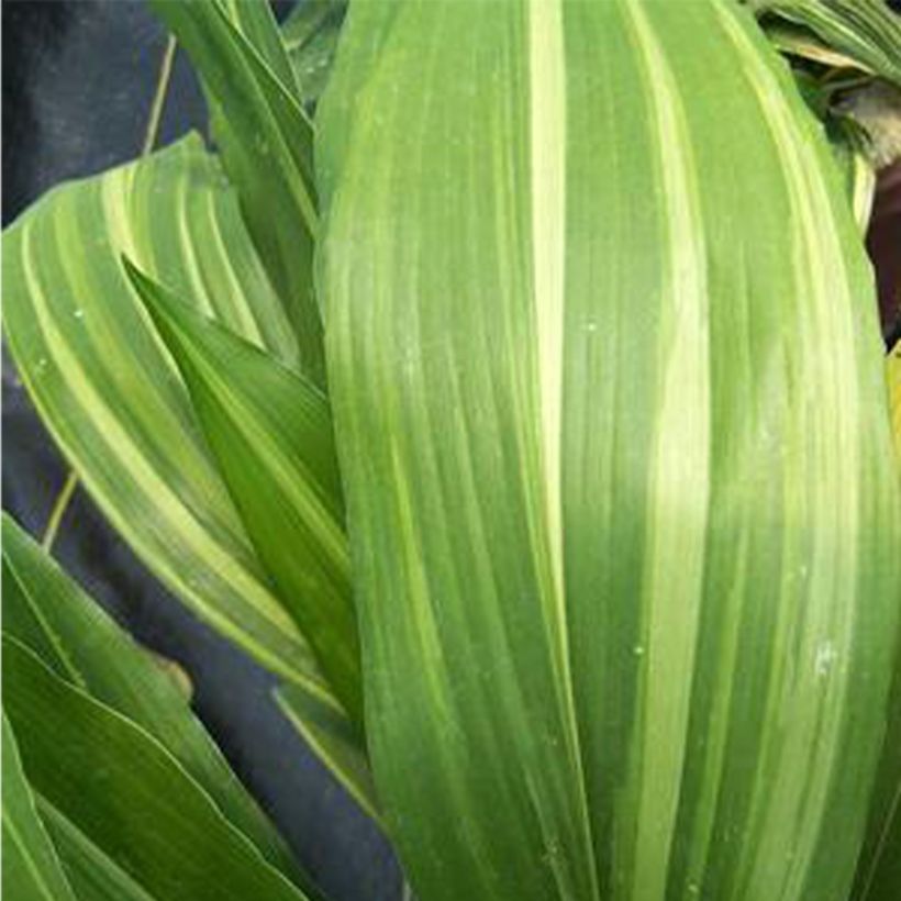 Aspidistra elatior Zebra (Folhagem)