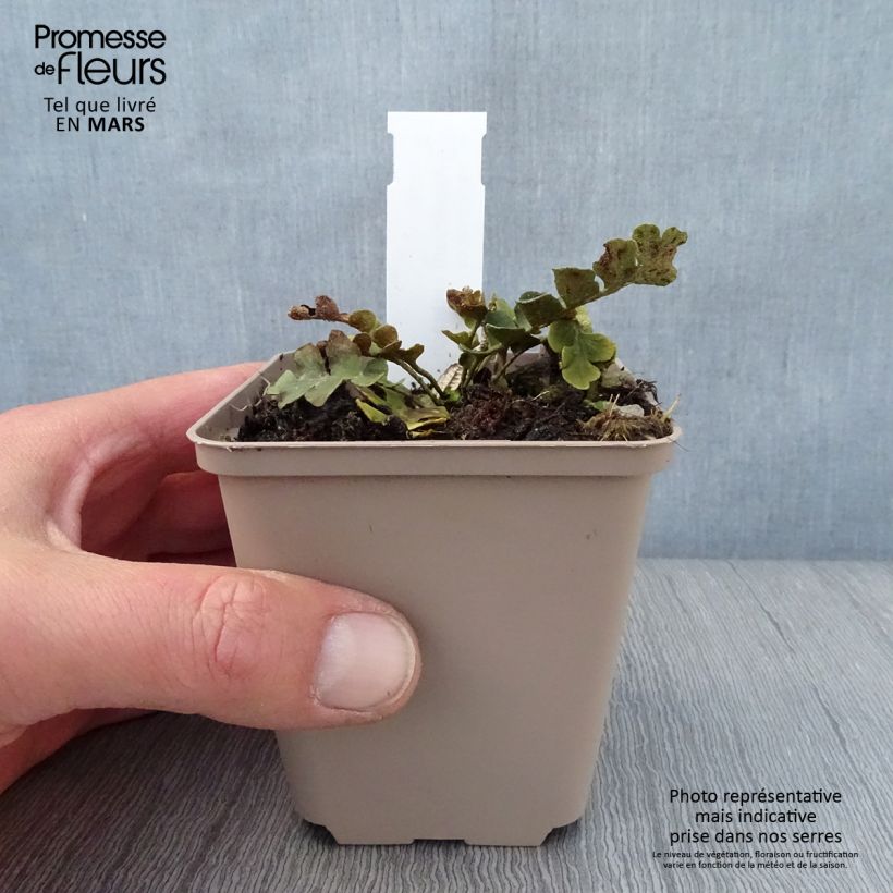 Amostra de Asplenium ceterach - Fougère Cétérach officinal Godet de 8/9 cm tal como entregue na primavera