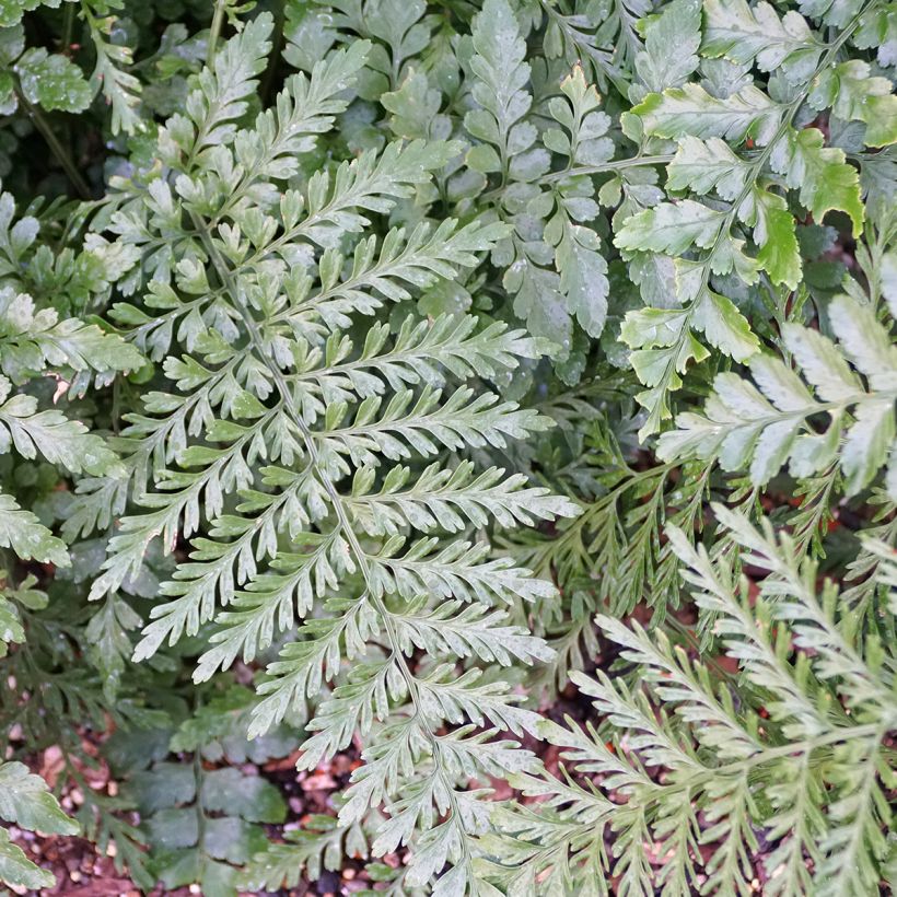 Asplenium Parvati - Feto (Folhagem)