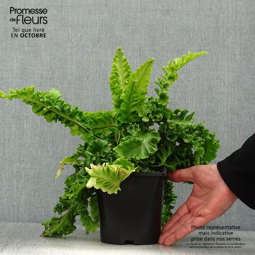 Amostra de Phyllitis scolopendrium Bolton's Nobile Vaso de 2 L/3 L tal como entregue no outono
