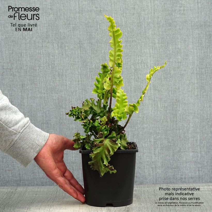Amostra de Phyllitis scolopendrium Bolton's Nobile Vaso de 2 L/3 L tal como entregue na primavera