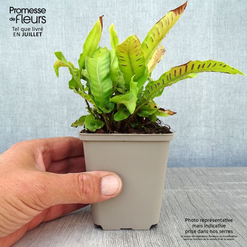 Amostra de Phyllitis scolopendrium Bolton's Nobile Vaso de 8/9 cm tal como entregue no verão