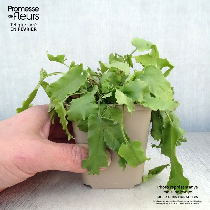 Amostra de Asplenium scolopendrium Cristatum Group Vaso de 8/9 cm tal como entregue no inverno