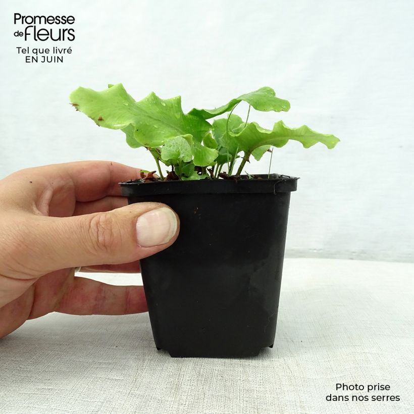 Amostra de Asplenium scolopendrium Cristatum Group Vaso de 8/9 cm tal como entregue no verão