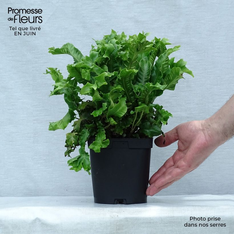 Amostra de Asplenium scolopendrium Cristatum Group Vaso de 2 L/3 L tal como entregue no verão