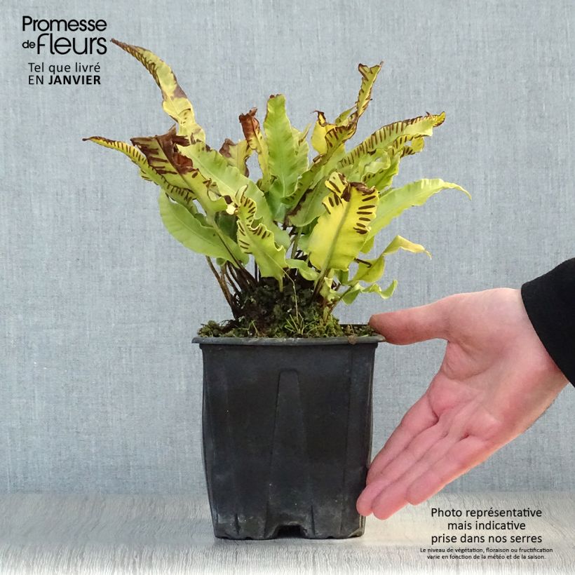 Amostra de Asplenium scolopendrium Cristatum Group Vaso de 2 L/3 L tal como entregue no inverno