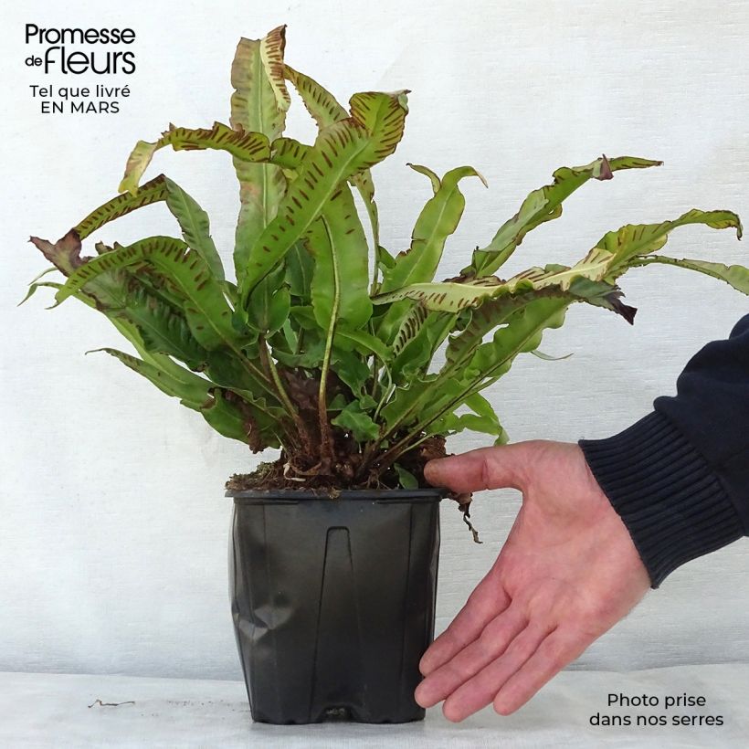 Amostra de Asplenium scolopendrium Cristatum Group Vaso de 2 L/3 L tal como entregue na primavera