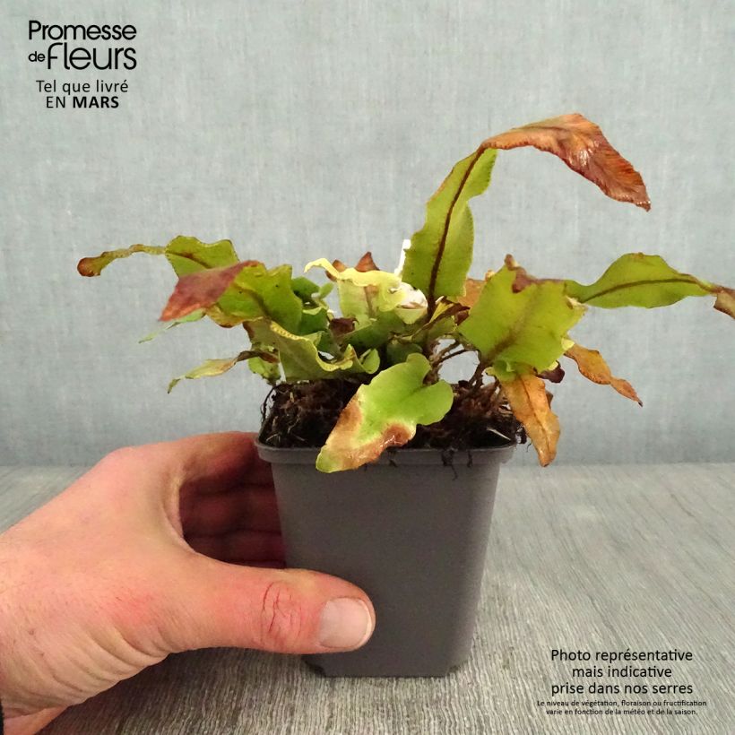 Amostra de Asplenium scolopendrium Undulatum Angustatum Vaso de 8/9 cm tal como entregue no inverno