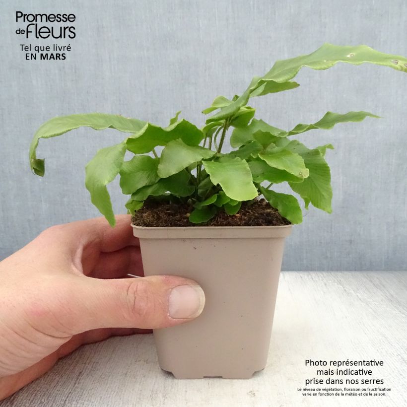 Amostra de Asplenium scolopendrium Undulatum Angustatum Vaso de 8/9 cm tal como entregue na primavera