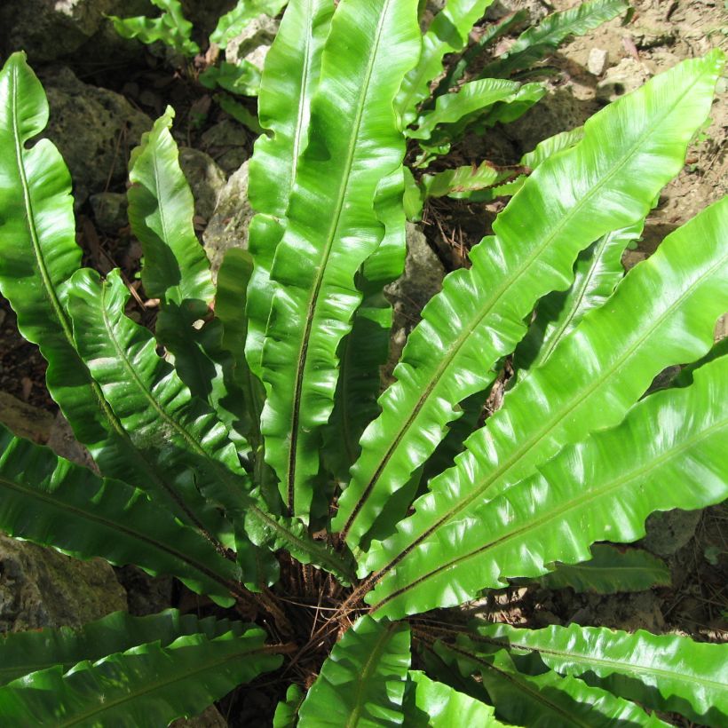 Asplenium scolopendrium Undulatum Group (Folhagem)