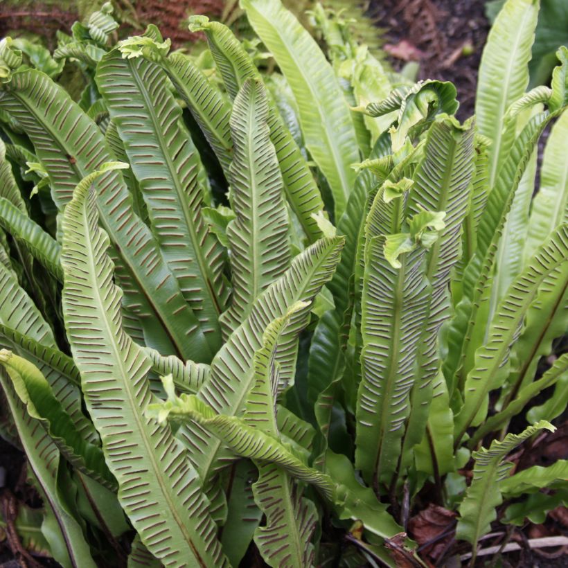 Asplenium scolopendrium Undulatum Group (Colheita)