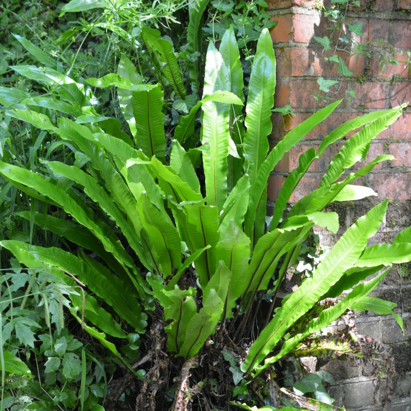 Asplenium scolopendrium Undulatum Group (Hábito)
