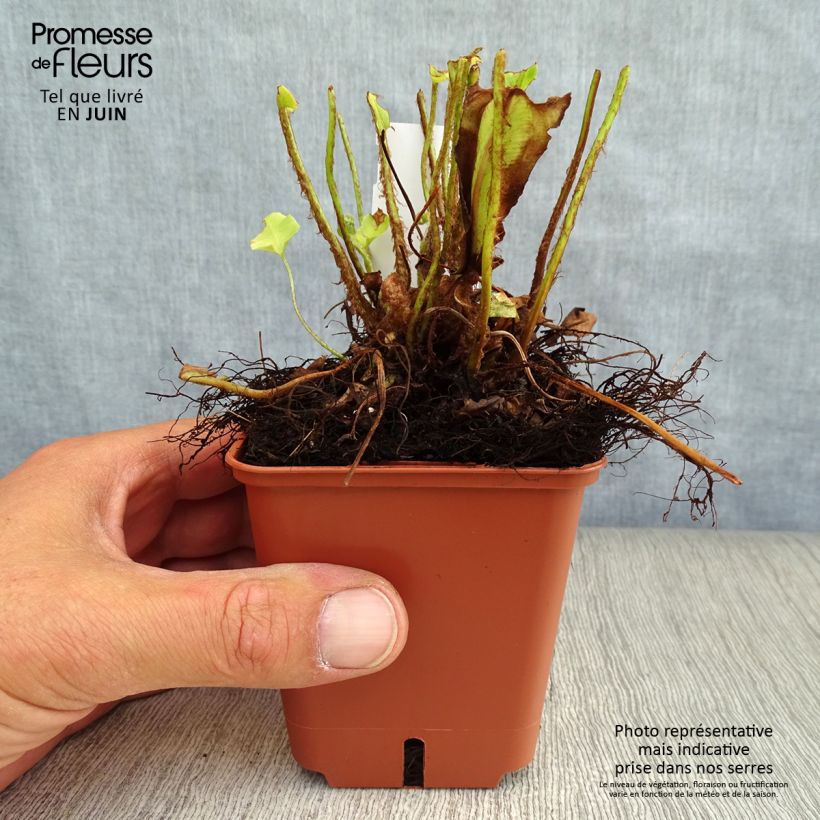 Amostra de Asplenium scolopendrium Undulatum Group Vaso de 8/9 cm tal como entregue no verão