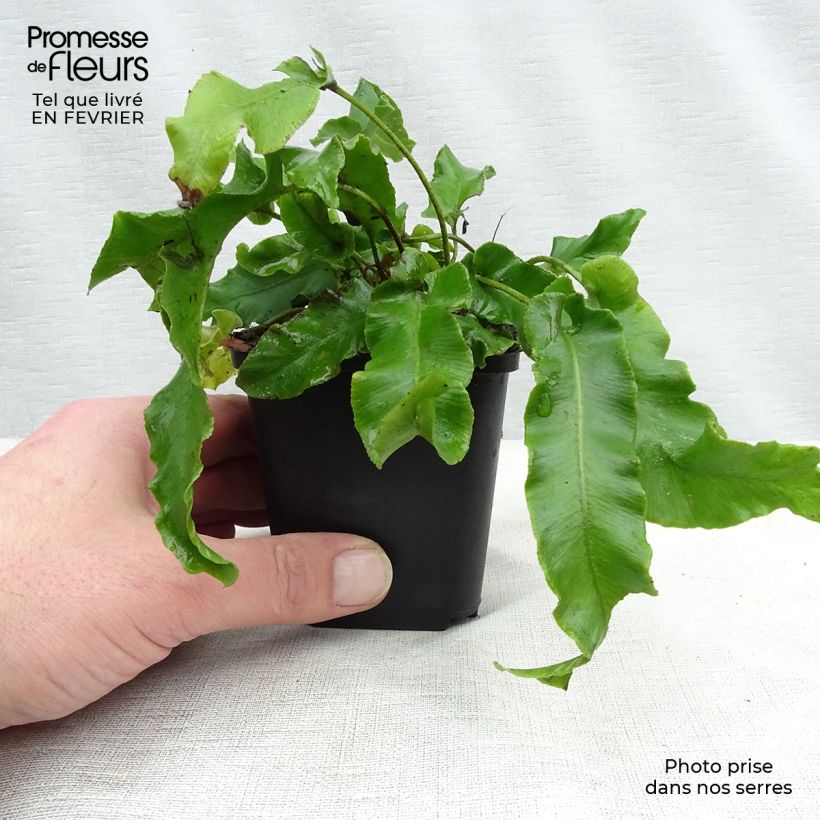 Amostra de Asplenium scolopendrium Undulatum Group Vaso de 8/9 cm tal como entregue no inverno