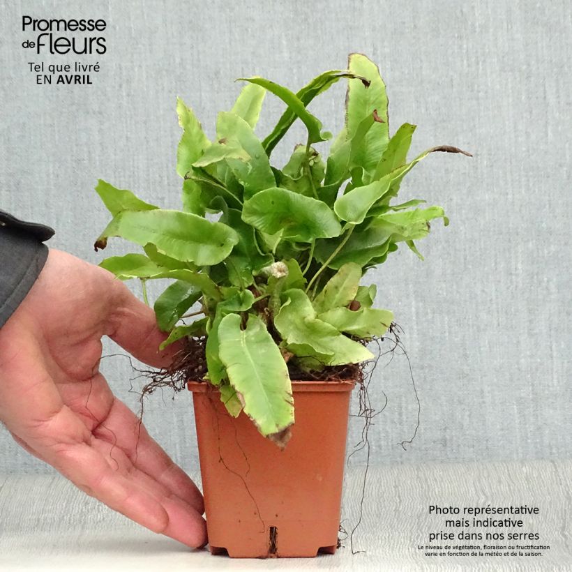 Amostra de Asplenium scolopendrium Undulatum Group Vaso de 8/9 cm tal como entregue na primavera