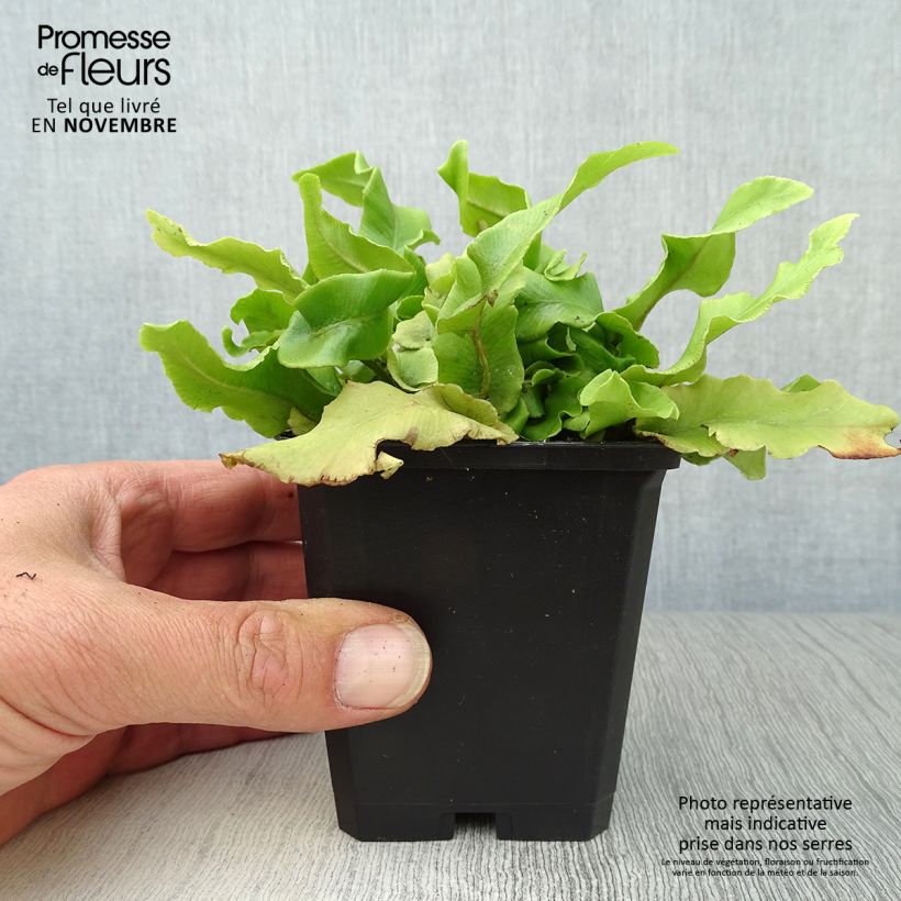 Amostra de Asplenium scolopendrium Undulatum Group Vaso de 8/9 cm tal como entregue no outono