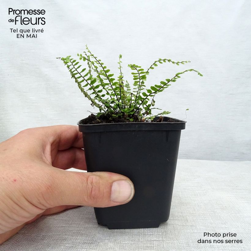 Amostra de Asplenium trichomanes Vaso de 8/9 cm tal como entregue na primavera