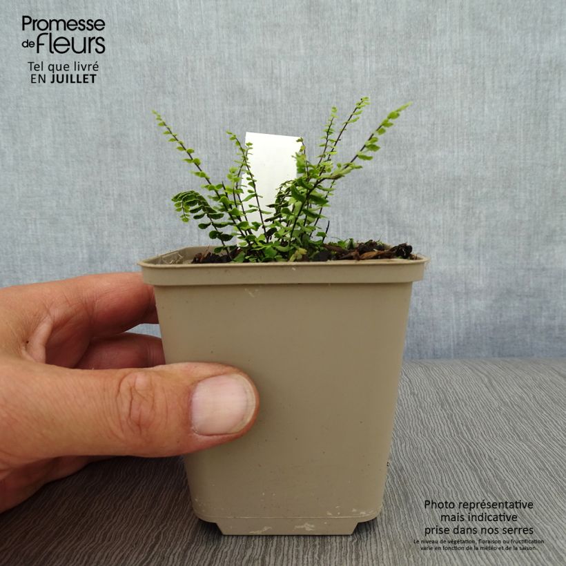 Amostra de Asplenium trichomanes Vaso de 8/9 cm tal como entregue no verão