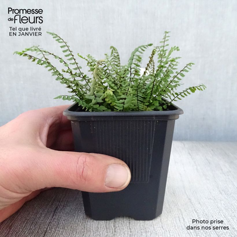 Amostra de Asplenium trichomanes - Fougère, Fausse capillaire Vaso de 8/9 cm tal como entregue no inverno