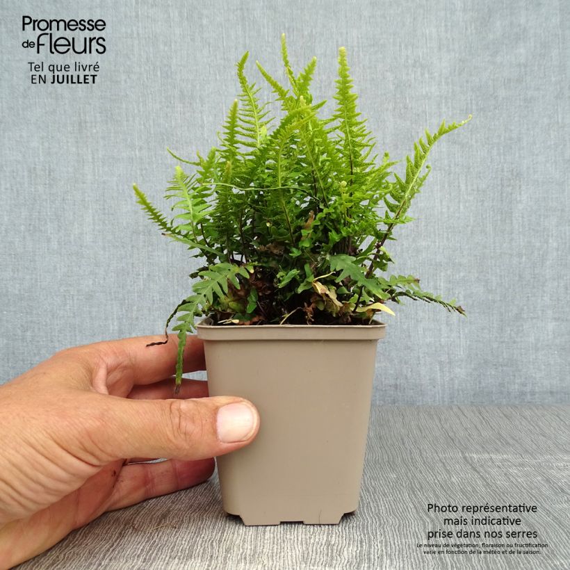 Amostra de Asplenium × ebenoides Vaso de 8/9 cm tal como entregue no verão