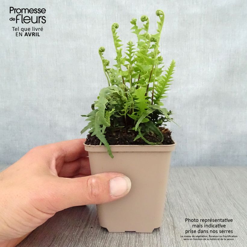 Amostra de Asplenium × ebenoides Vaso de 8/9 cm tal como entregue na primavera