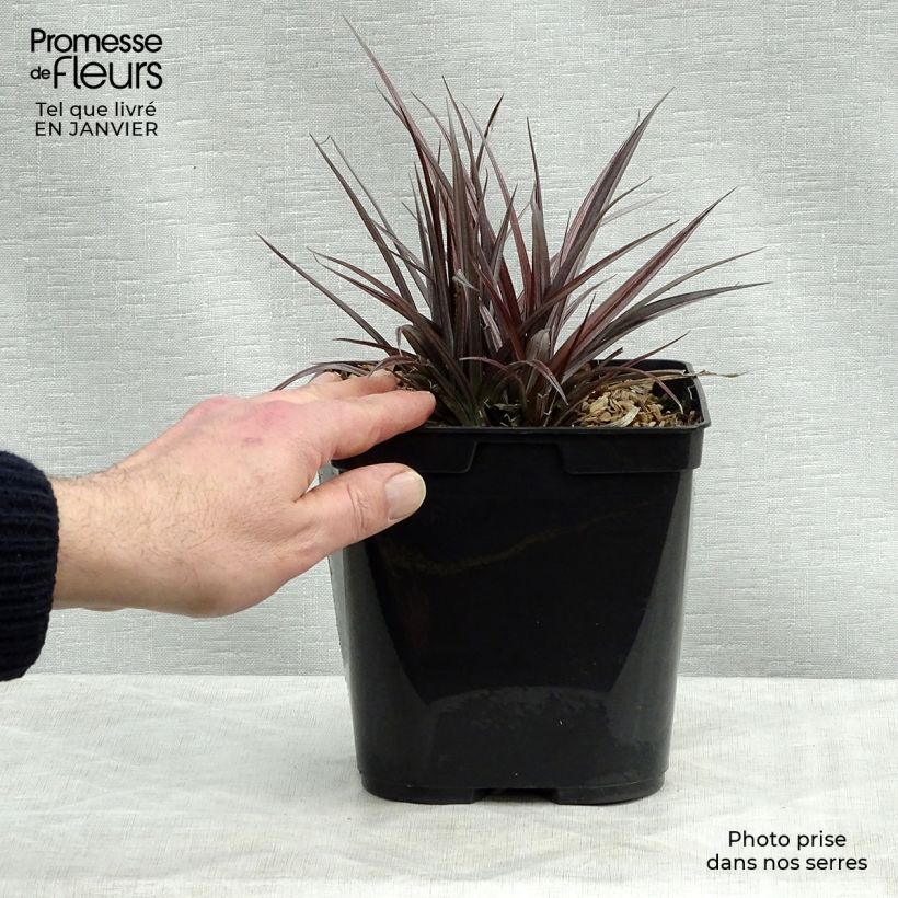 Amostra de Astelia Red Shadow Pot de 2L/3L tal como entregue no inverno