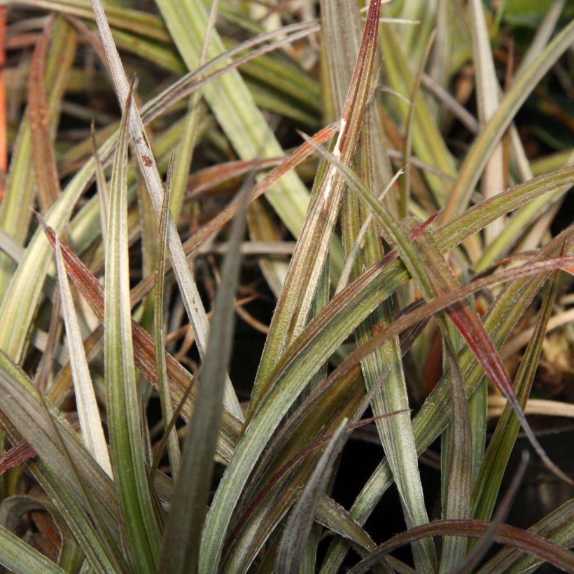 Astelia nivicola Red Devil (Folhagem)
