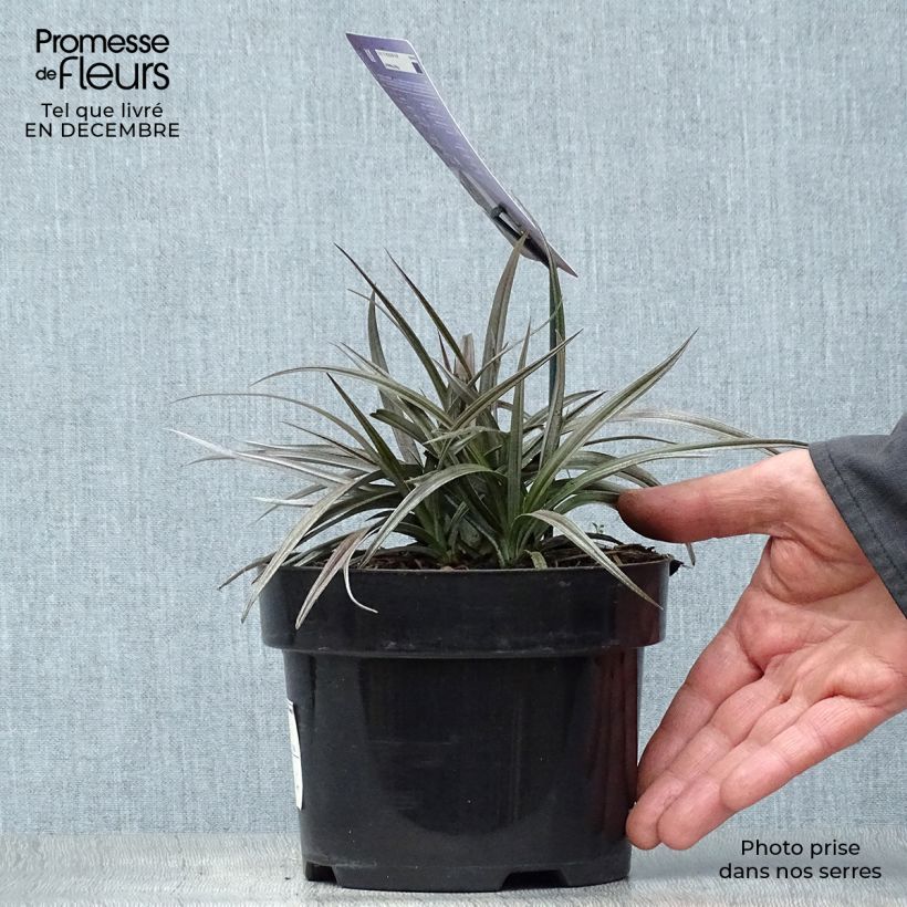 Amostra de Astelia Red devil Pot de 2L/3L tal como entregue no inverno