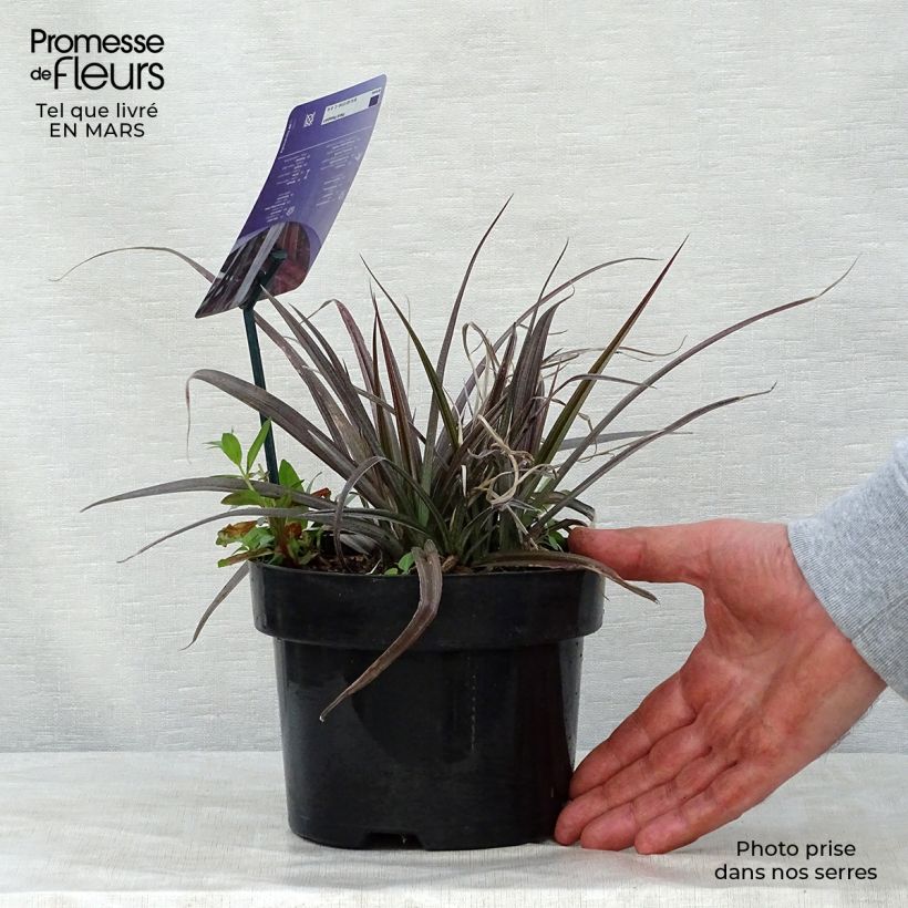 Amostra de Astelia nivicola Red Devil Vaso de 2 L/3 L tal como entregue na primavera