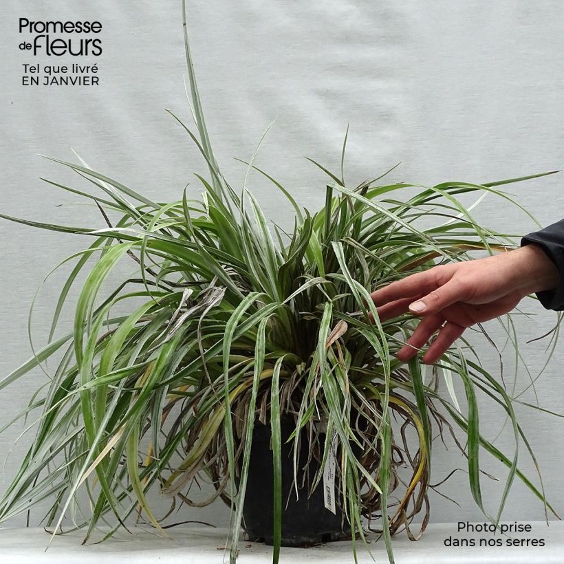 Amostra de Astelia chathamica Silver Shadow Vaso de 2 L/3 L tal como entregue no inverno