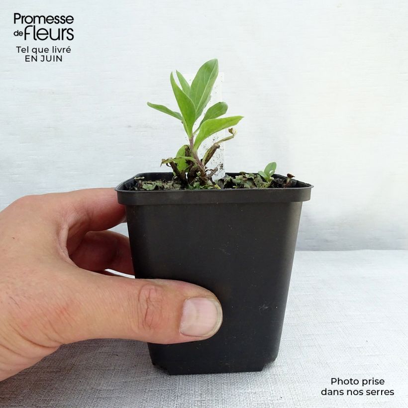 Amostra de Áster Bart's Blue Beauty - Áster de outono Vaso de 8/9 cm tal como entregue no verão