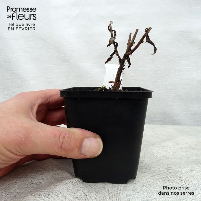 Amostra de Aster Bart's Blue Beauty - Aster d'automne Vaso de 8/9 cm tal como entregue no inverno