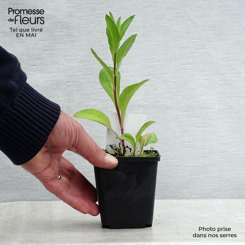 Amostra de Áster Bart's Blue Beauty - Áster de outono Vaso de 8/9 cm tal como entregue na primavera