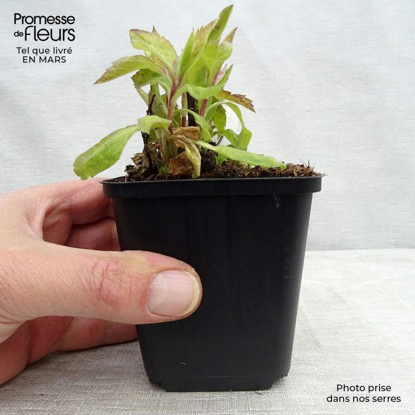 Amostra de Aster ageratoides Eleven Purple - Áster Vaso de 8/9 cm tal como entregue na primavera