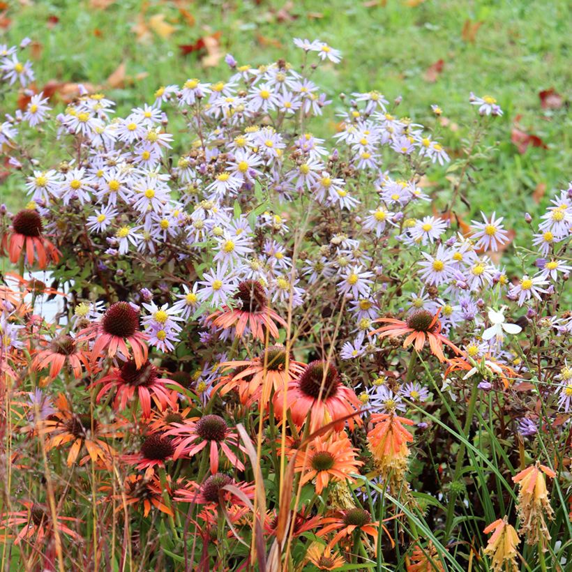 Aster ageratoides Eleven Purple - Áster (Hábito)