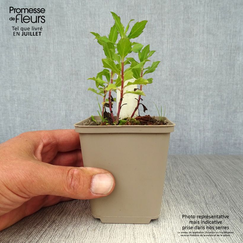 Amostra de Aster ageratoides Eleven Purple - Áster Vaso de 8/9 cm tal como entregue no verão