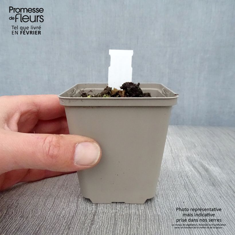 Amostra de Aster Eleven purple - Aster nain d'automne Vaso de 8/9 cm tal como entregue no inverno