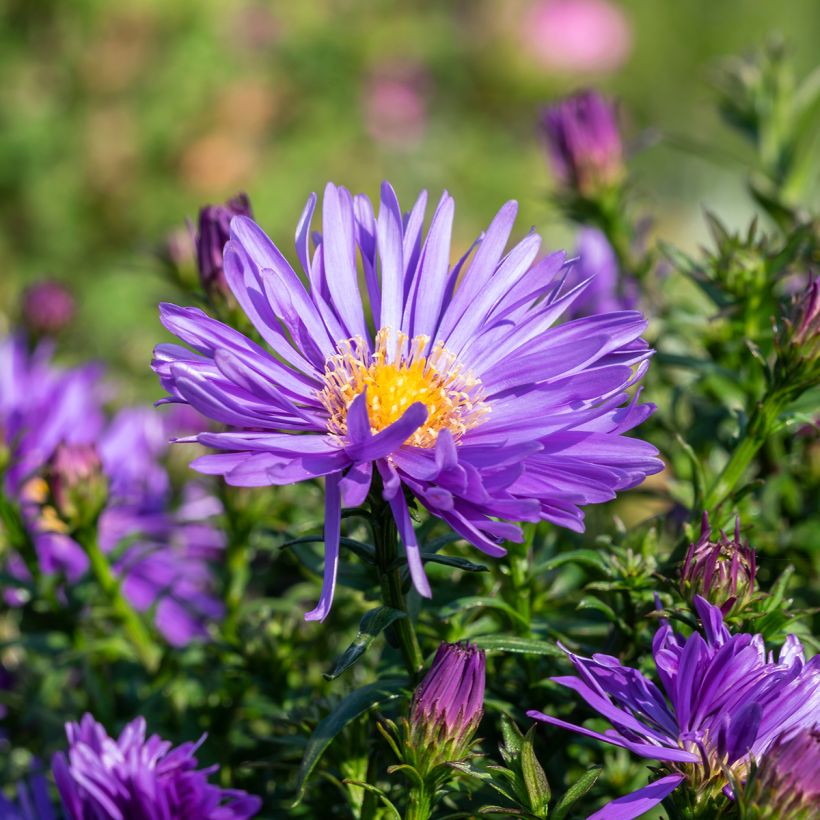 Aster ericoides Herfstweelde - Áster de outono (Floração)