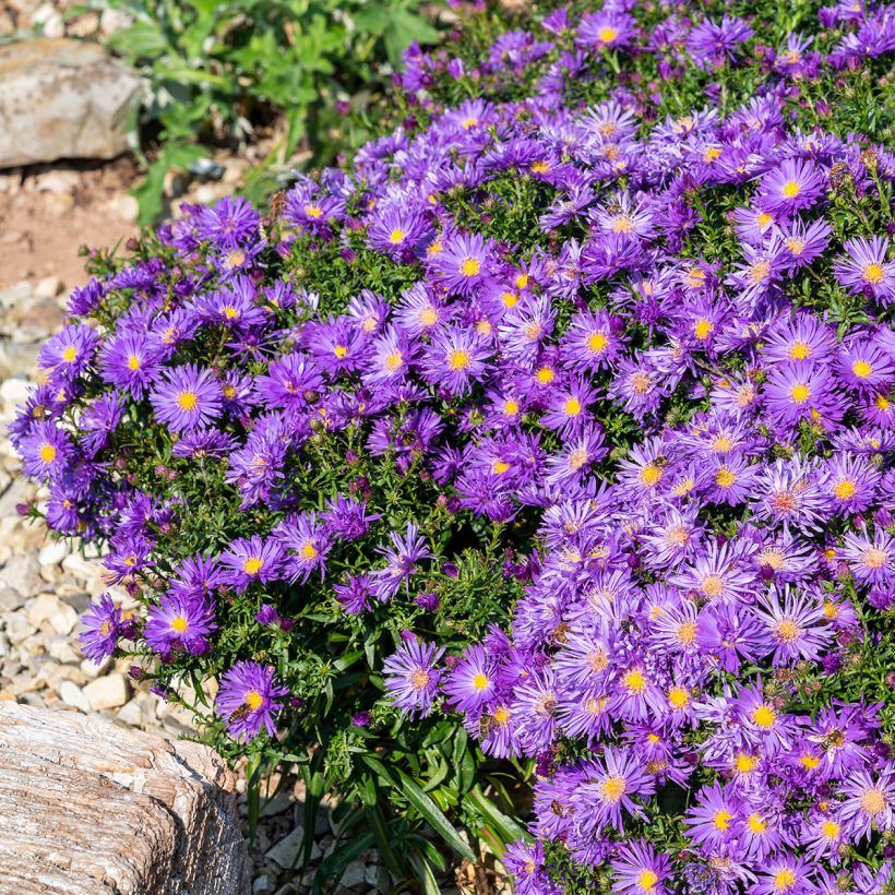 Aster ericoides Herfstweelde - Áster de outono (Hábito)