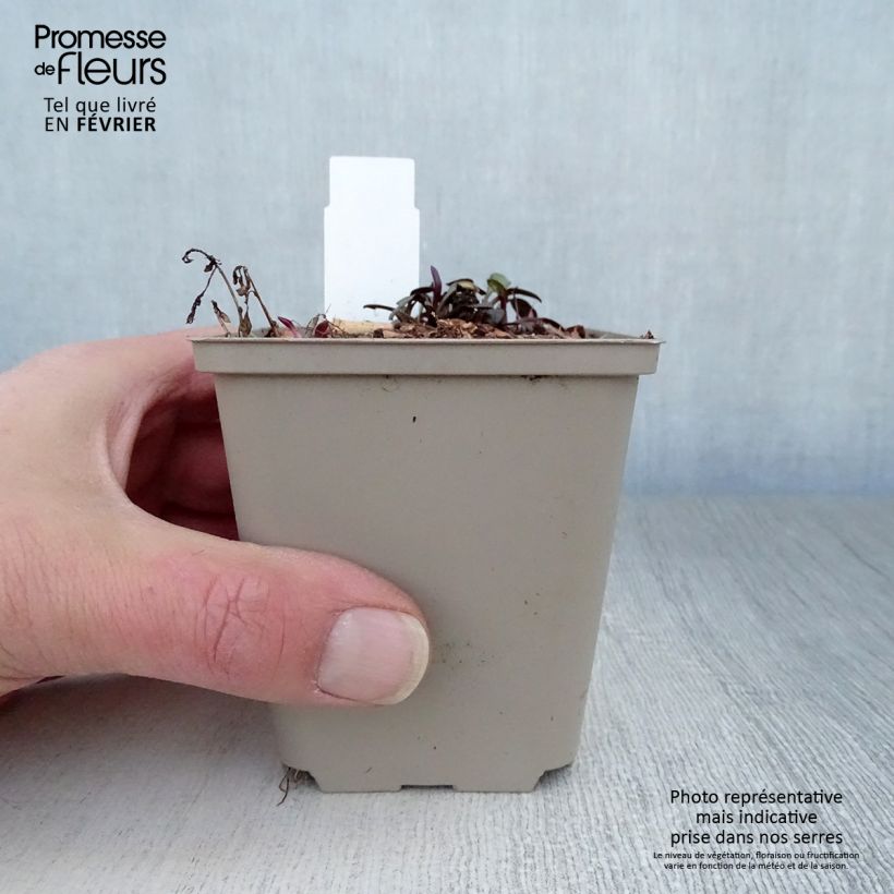 Amostra de Aster frikartii Le Vasterival - Áster de verão Vaso de 8/9 cm tal como entregue no inverno