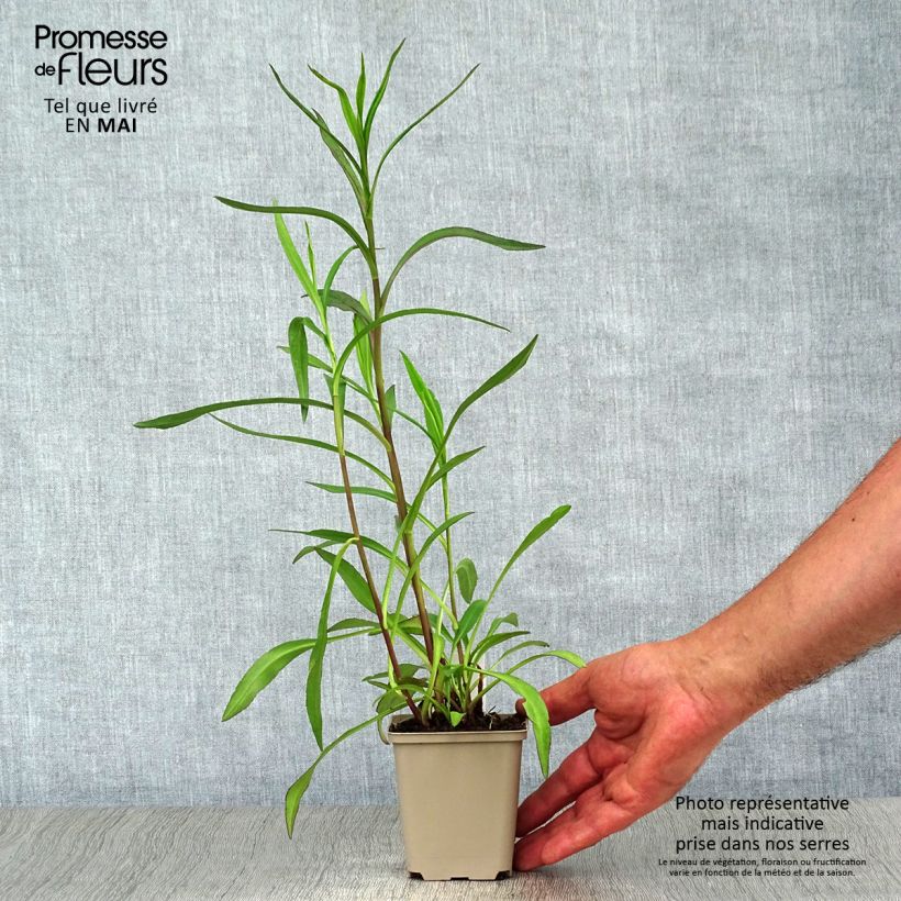 Amostra de Aster frikartii Le Vasterival - Áster de verão Vaso de 8/9 cm tal como entregue na primavera