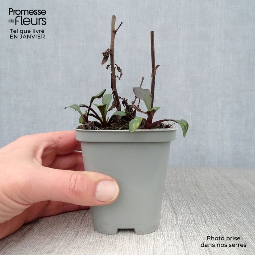 Amostra de Aster Novi Belgii Fellowship Vaso de 8/9 cm tal como entregue no inverno