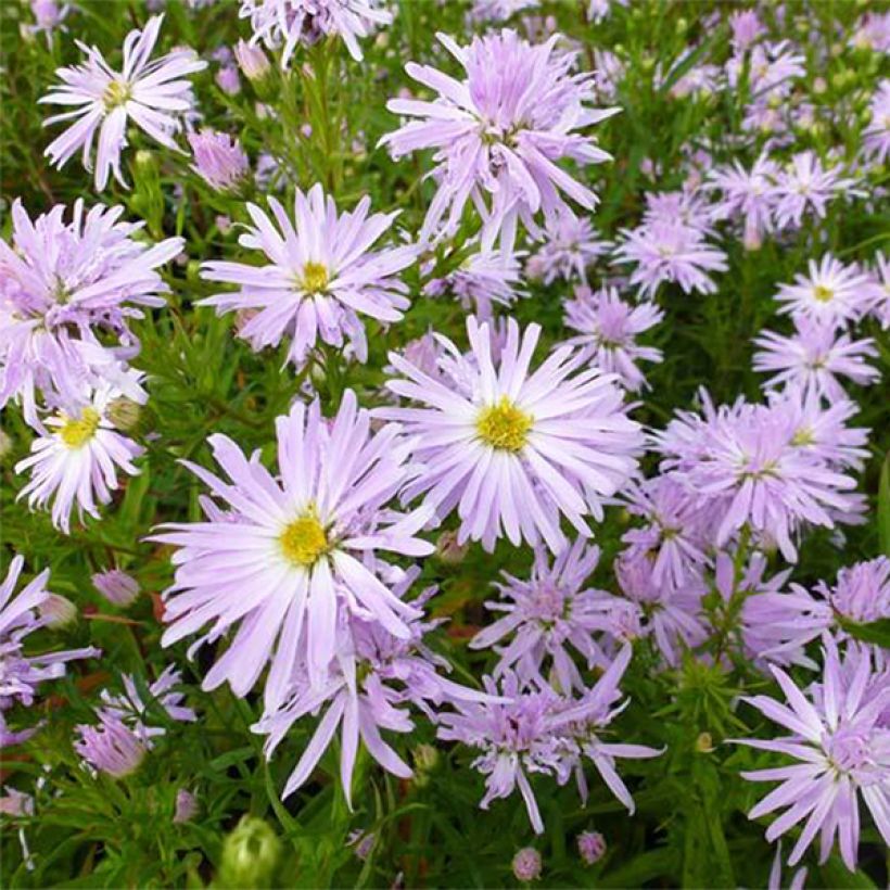 Aster novi-belgii Rosenquarz - Áster alto de outono (Floração)