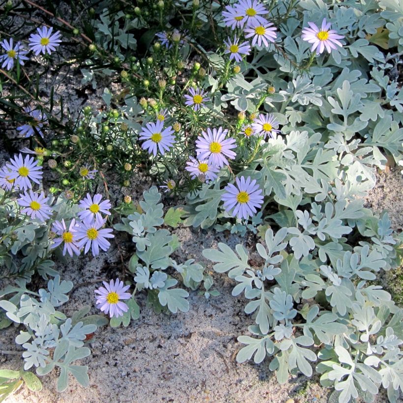 Aster linariifolius - Áster (Hábito)