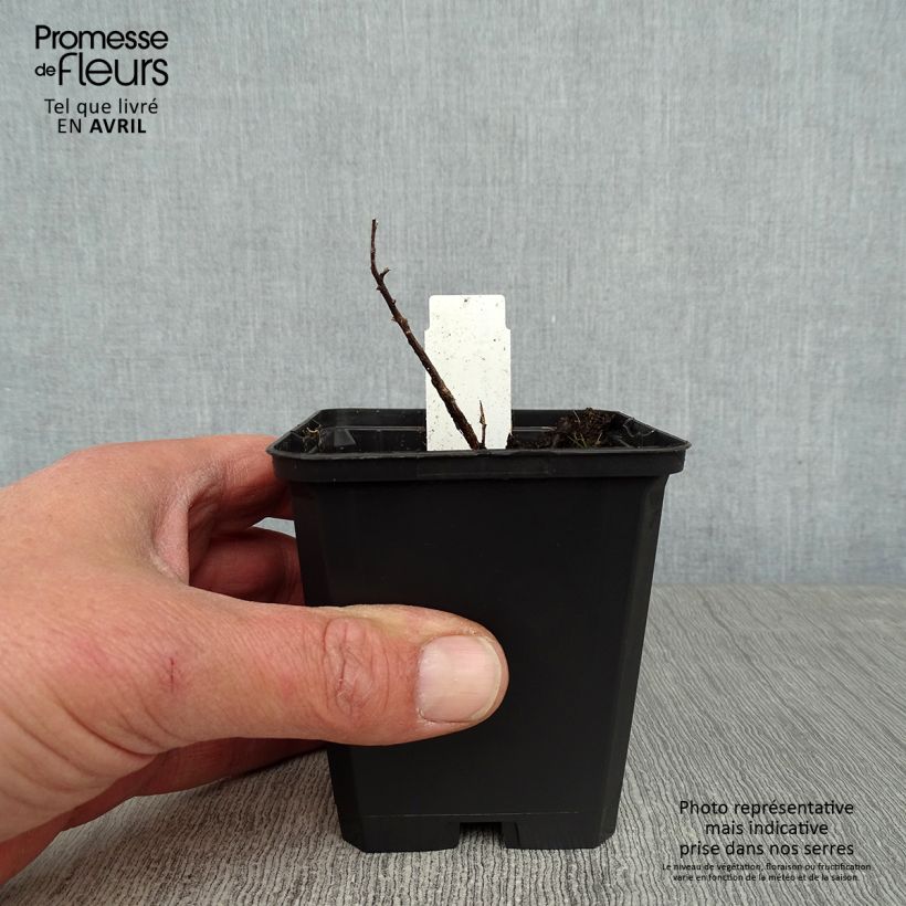 Amostra de Aster sedifolius - Áster de folhas de Sedum Vaso de 8/9 cm tal como entregue na primavera