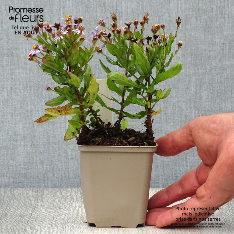 Amostra de Áster ageratoides Adustus Nanus Vaso de 8/9 cm tal como entregue no verão