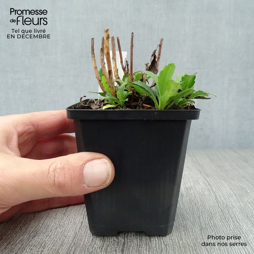 Amostra de Aster ageratoides Ashvi - Aster d'automne blanc Vaso de 8/9 cm tal como entregue no inverno